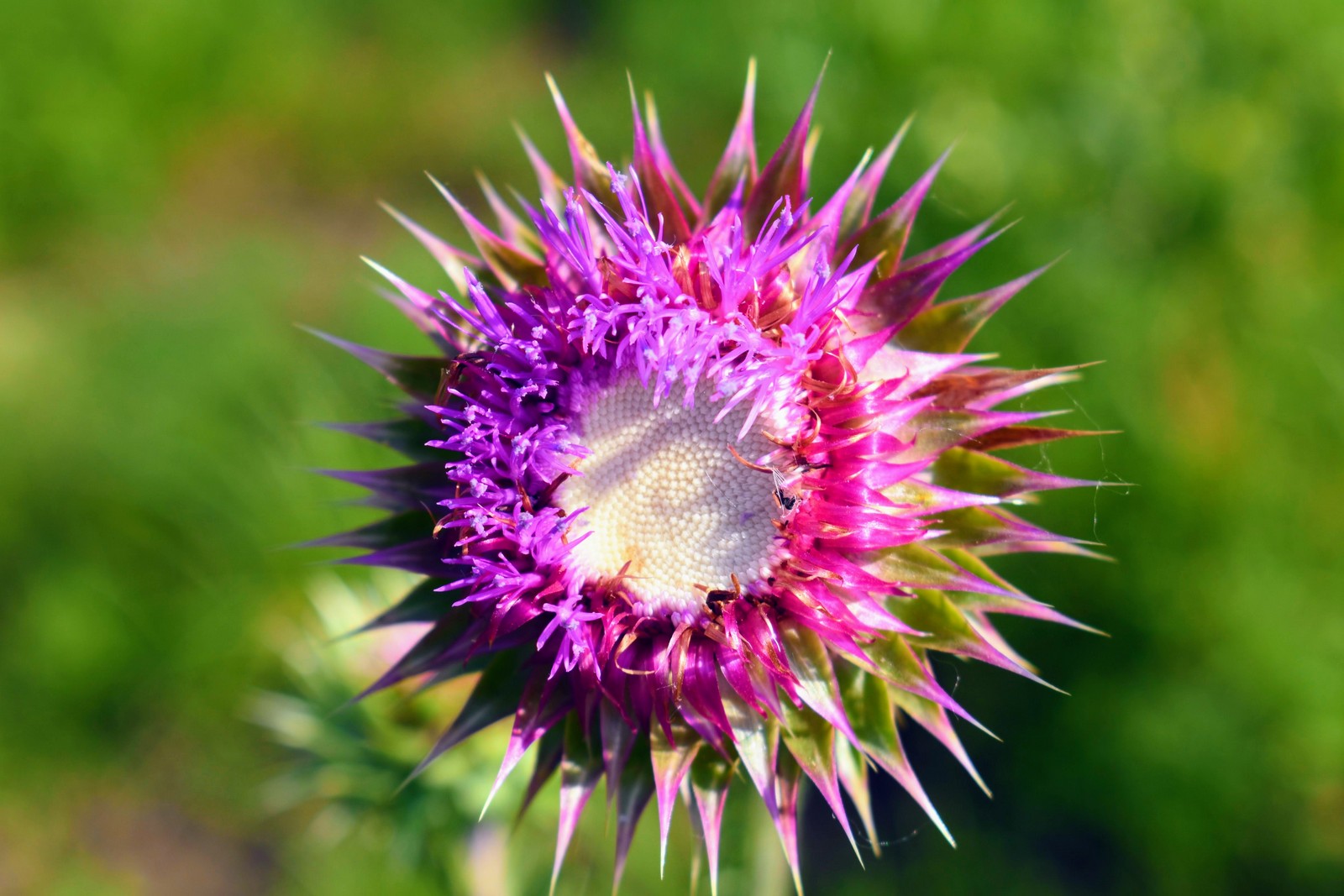 Blooming Thistle