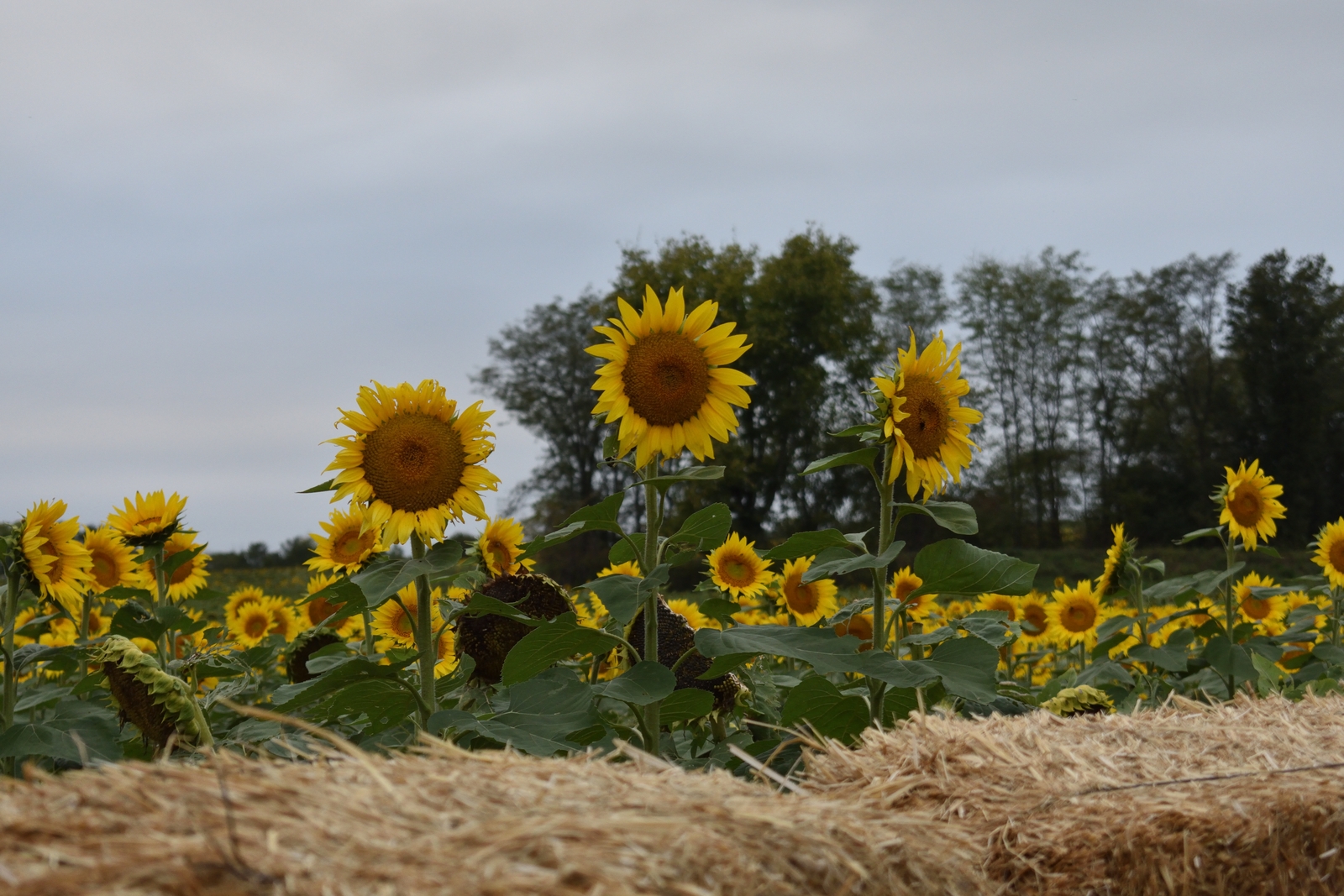 Sunflowers Standing Tall