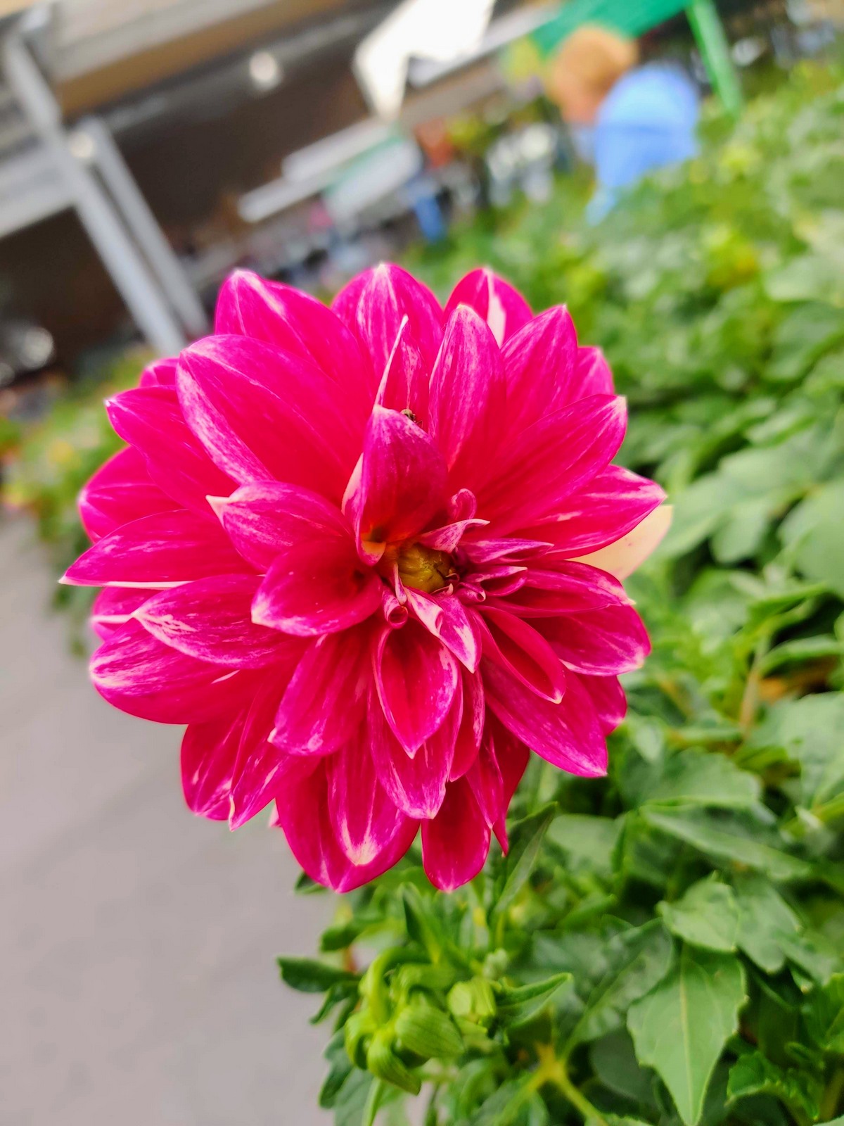 Vivid Pink Dahlia